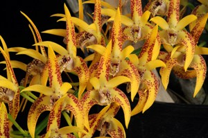 Dendrobium Avril's Gold	Ray HCC/AOS 79 pts.